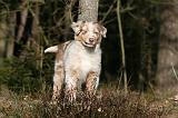 BERGER AUSTRALIEN PUPPIES 642